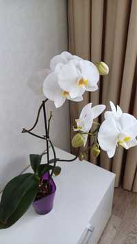 Орхідея / орхидея белая