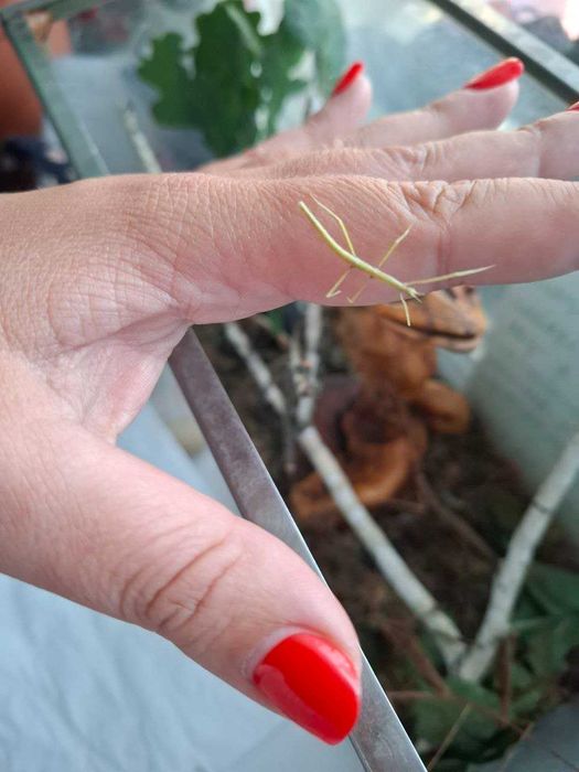 комахи - примарки (паличники) в добрі руки ПОДАРУЮ