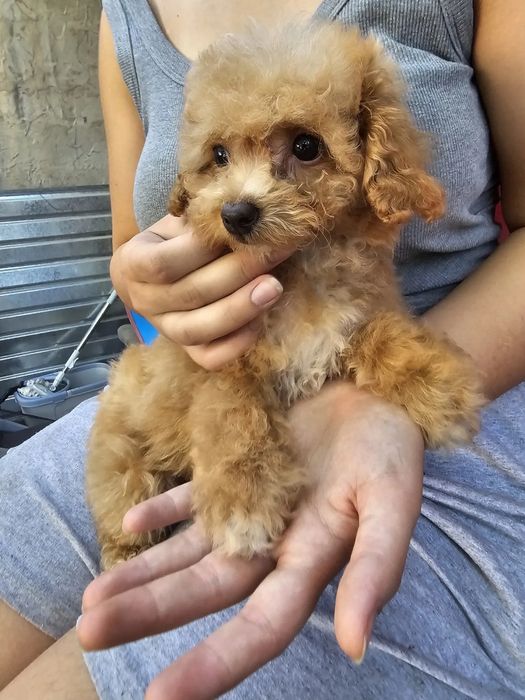 Плюшеві карамельки Мальтипу міні, повністю готова до переїзду