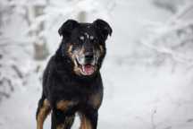 Scooby do adopcji!