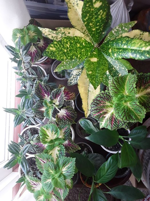 Комнатные цветы продам