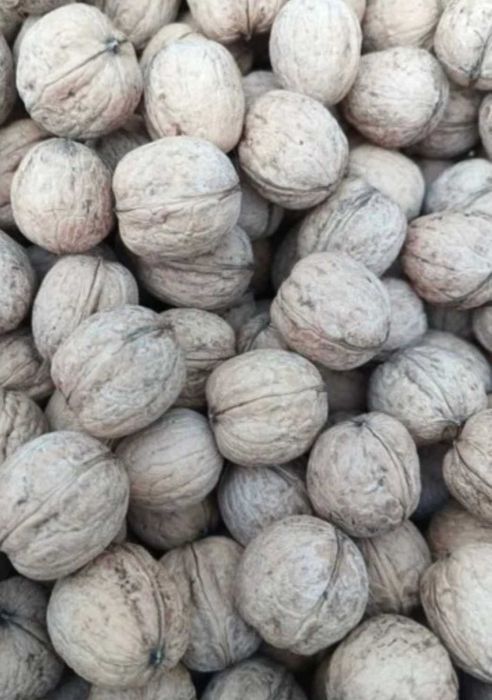 Orzechy włoskie 2025