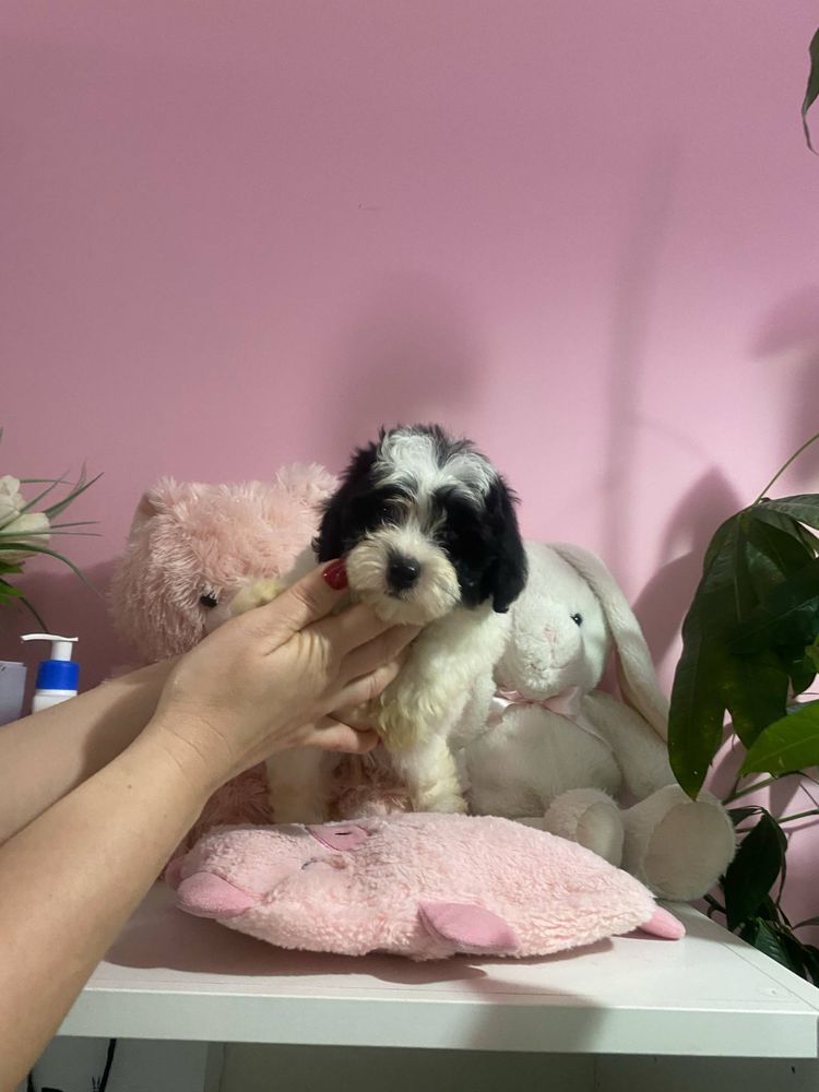 Przytulasek Maltipoo XXS nauczony czystosci kocha dzieci