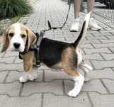 Suczka Beagle FCI , ZKwP-Wrocław