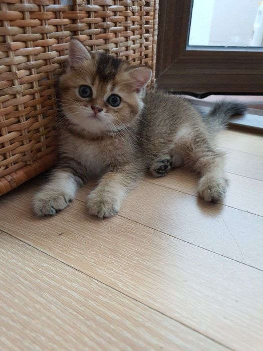 Очень красивый котик