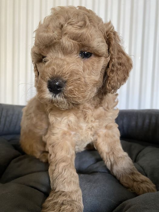 Cavapoo F1B Arya Cavapoo&Pudel Miniaturowy