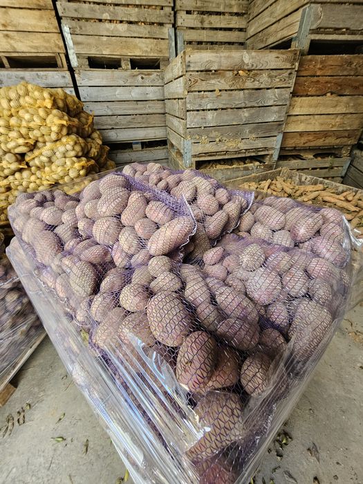 Ziemniaki czerwone, ziemniak baltic rose,  Ziemniaki