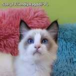 Szeryf- odważny ragdoll