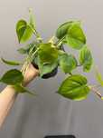 Philodendron Scandens Green Filodendron