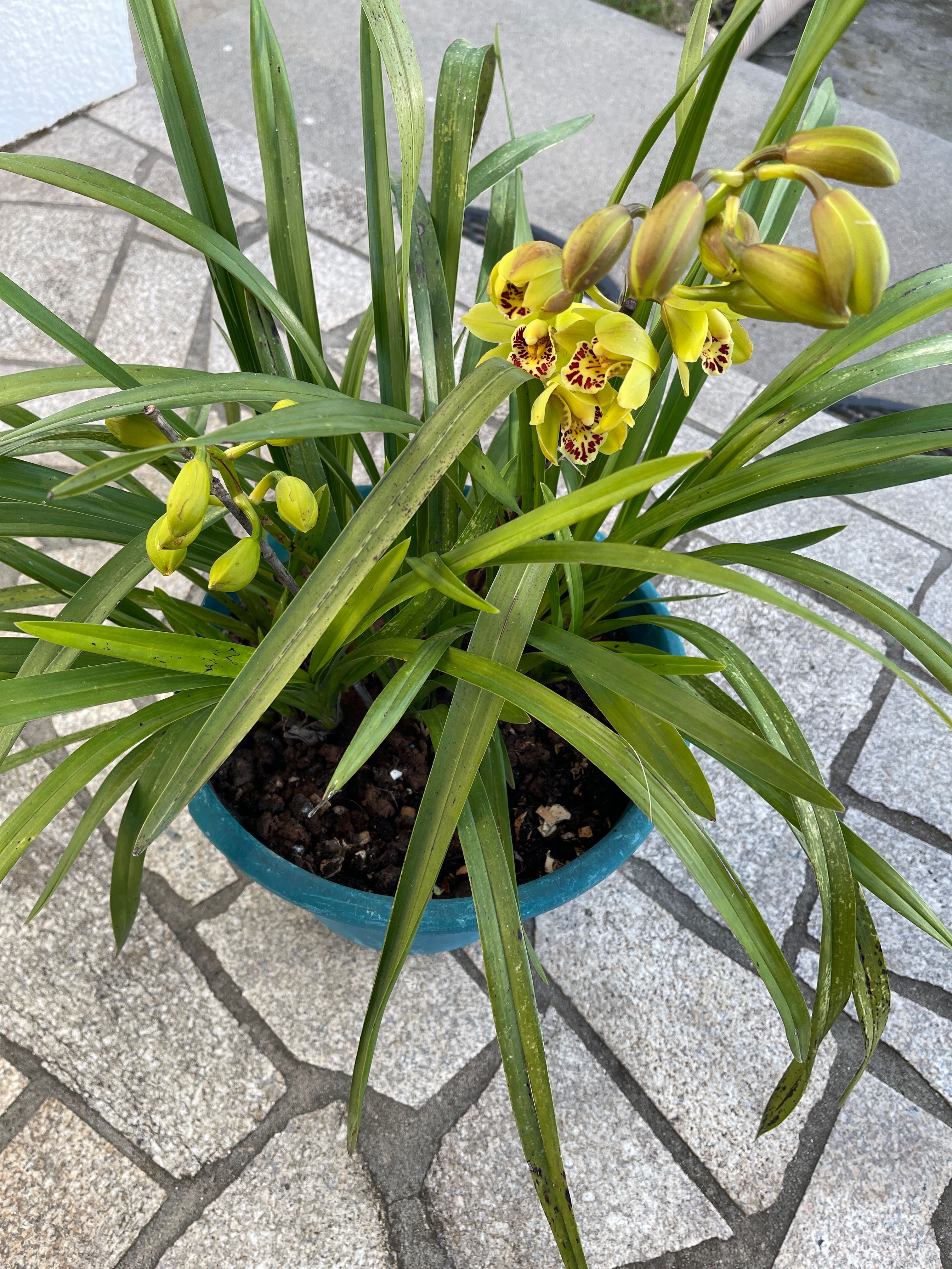 Orquídeas para venda varias cores