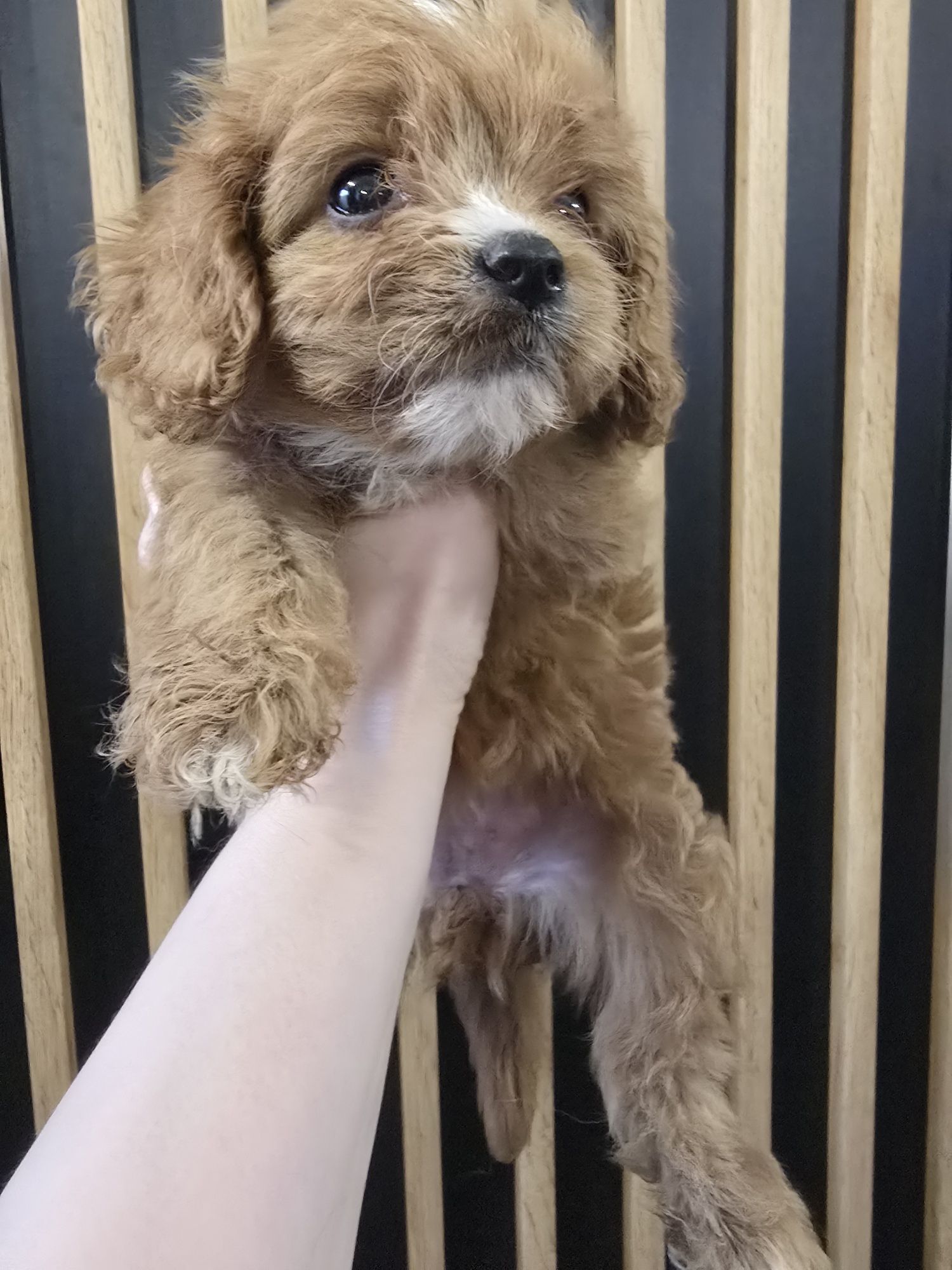 Śliczna Suczka cavapoo