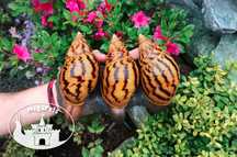 Achatina Olbrzymie ślimaki afrykańskie Archachatina Lissachatina Ekipa