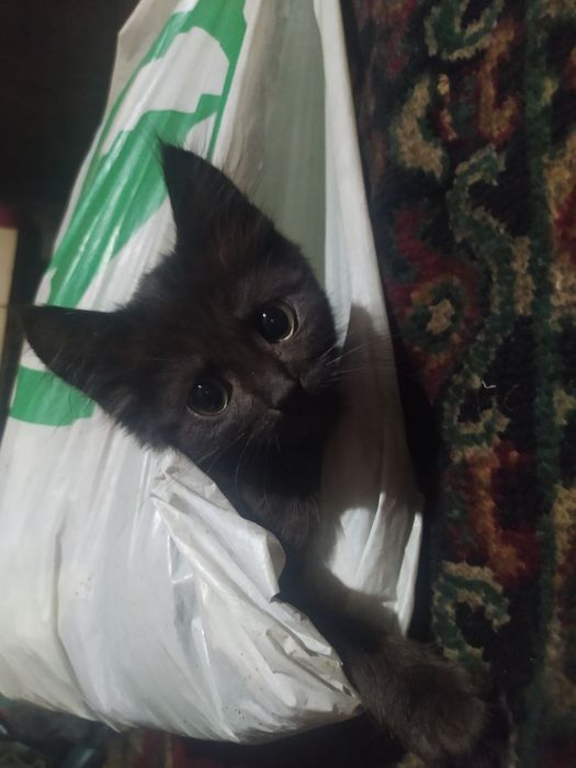 віддам кошеня в добрі руки