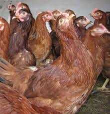 Kury nioski z pierwszym jajkiem ! Rossa Messa Leghorn Dominant !