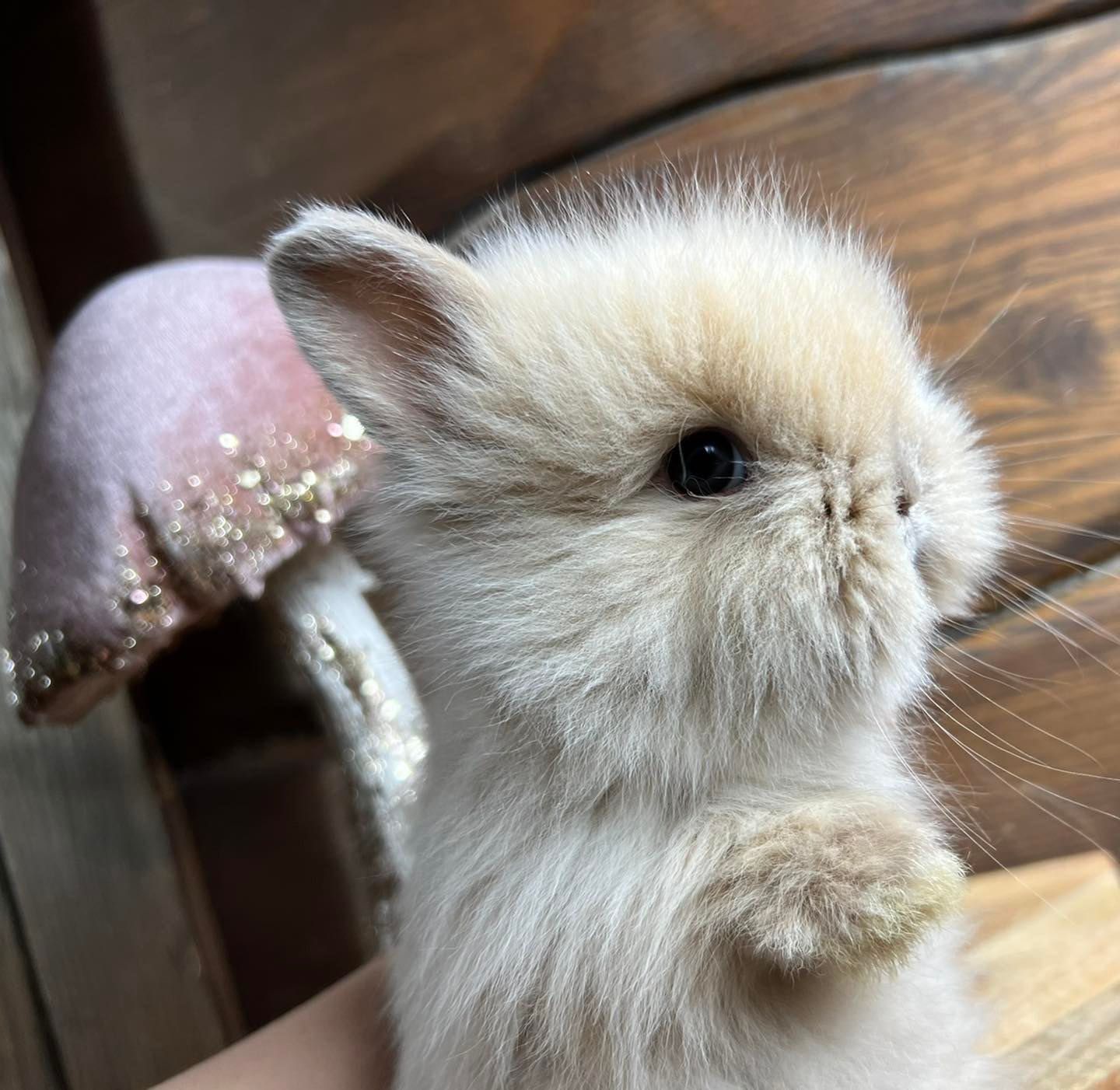 Teddy karzełek mini lop króliki miniaturowe