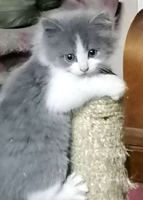 Котята 2мес котик пепельный пушистый котенок кошеня пухнасте