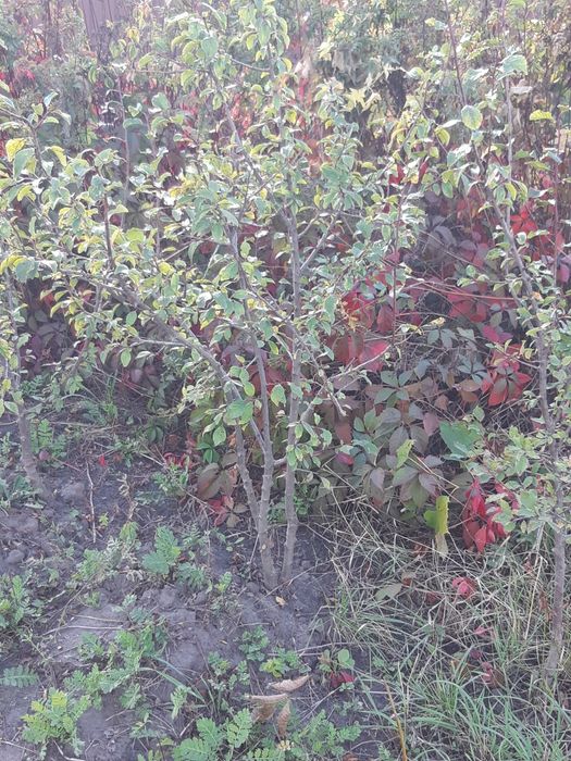 Продам саженцы сливы угорки 3-хлетки