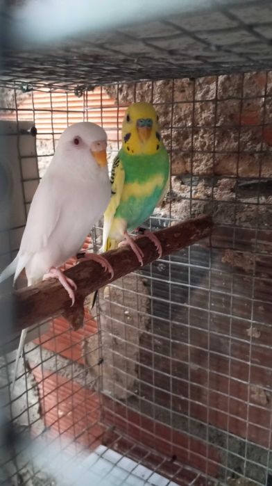 Conjunto 4 casais Piriquitos mais viveiro