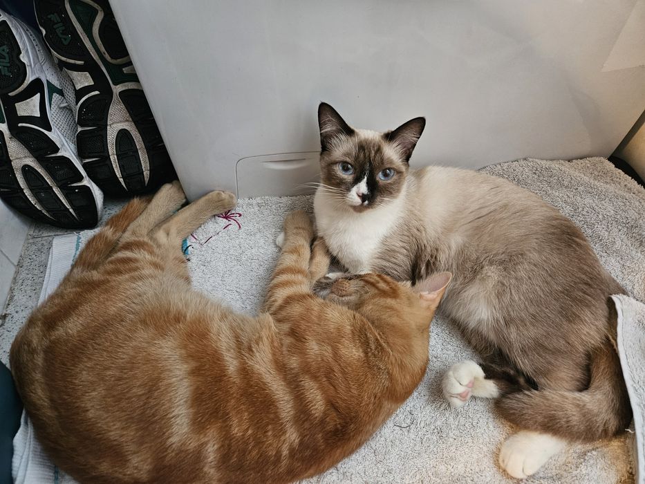 Casal de gatos para adotar