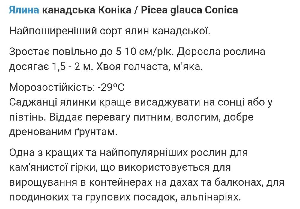 Ялинка Коніка ( 33-34 см) Рівне