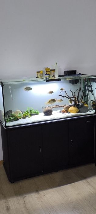 Aquário scalare 240L