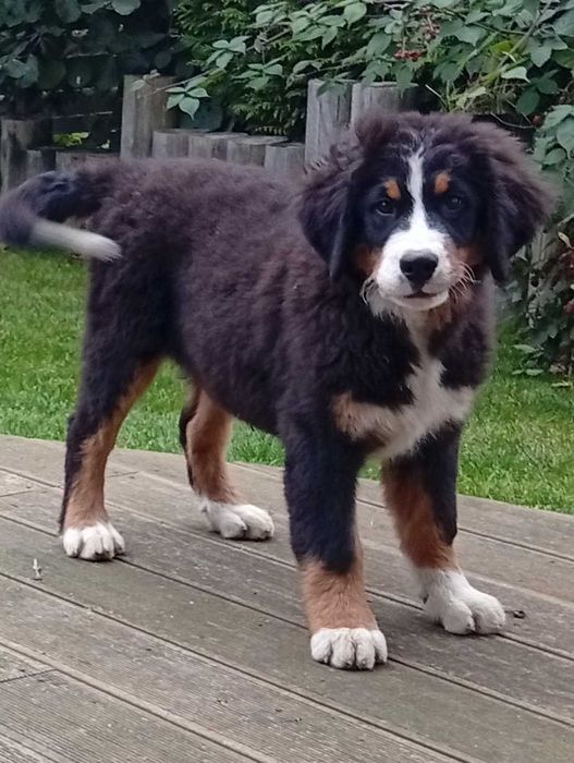 Szczenię Berneński pies pasterski do odbioru sunia