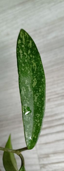 Hoya , Minibelle' splash rosnąca