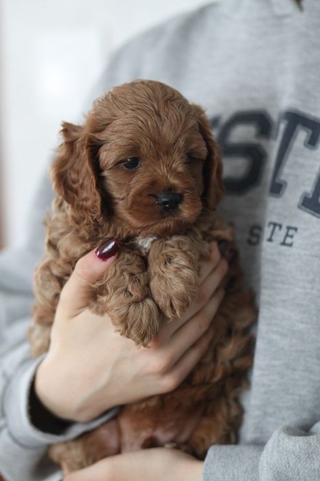 ***Śliczny Cavapoo**
