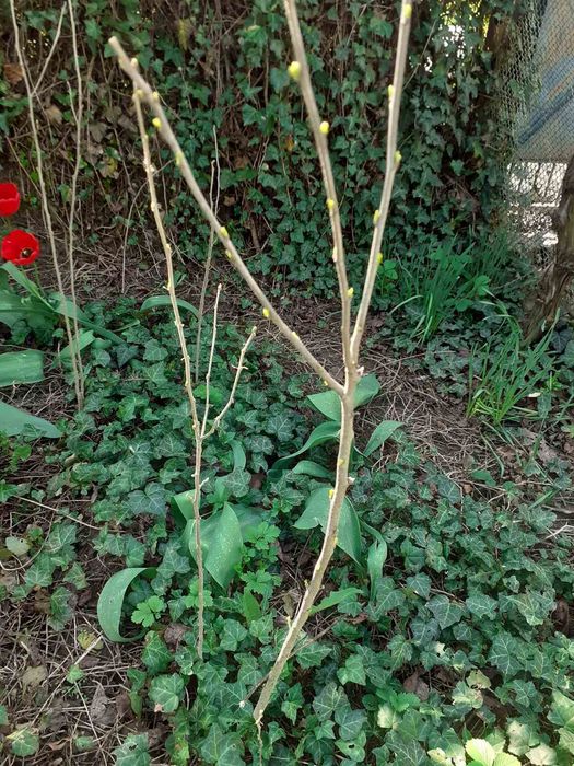 Сажанці гібіскуса