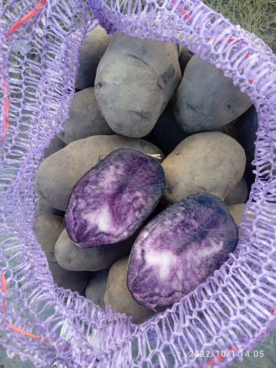 Продам фіолетову картоплю дієтична