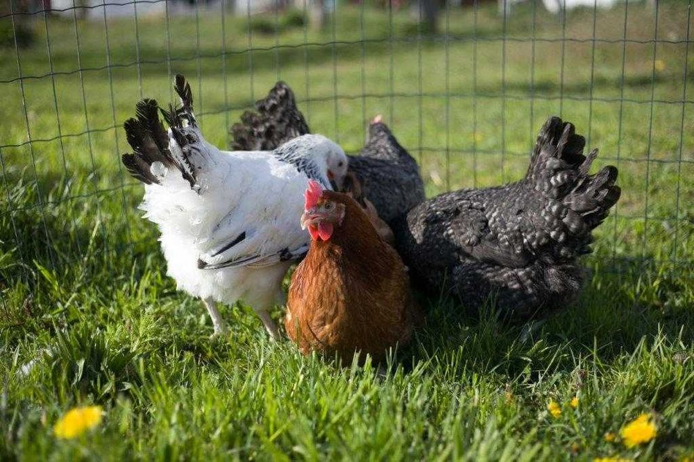 Kury kokoszki nioski Tetra tintet odchowana dowóz Gratis