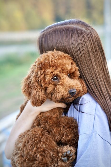 Пудель для вʼязки, ціна договірна