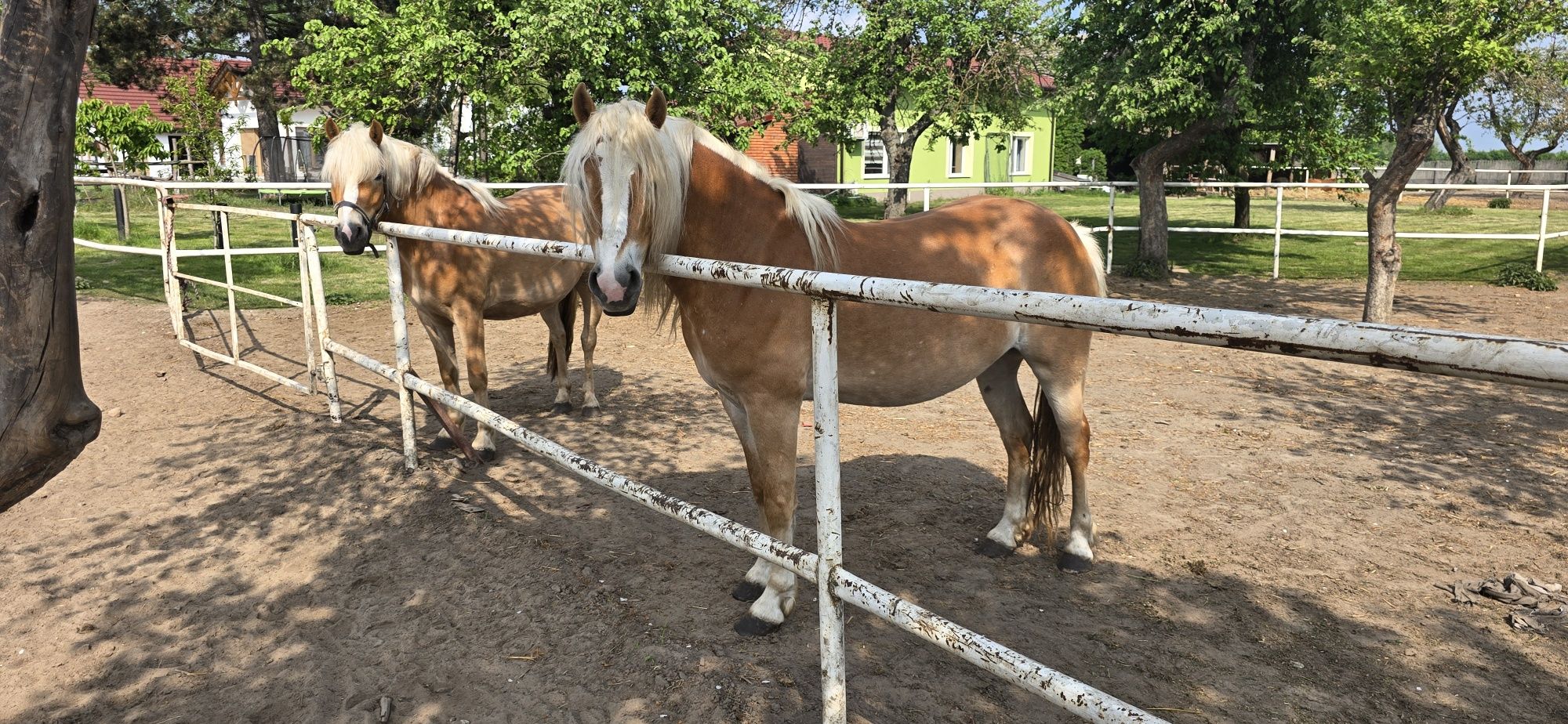 Klacze Haflinger  para sprzedam