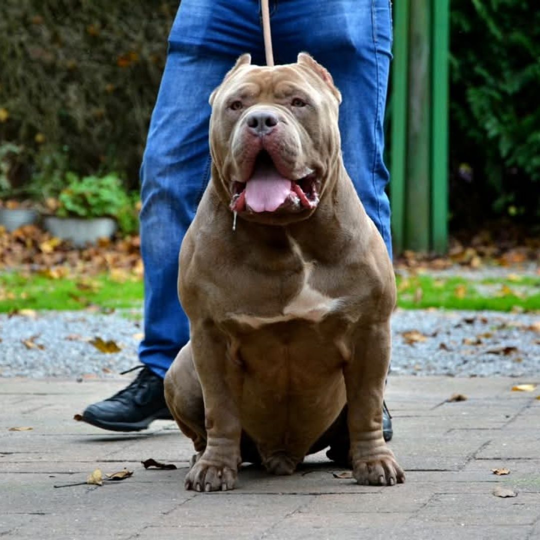 American Bully XL wyjątkowa suczka gotowa do odbioru!