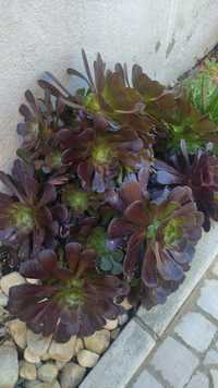 Suculentas aeonium púrpura