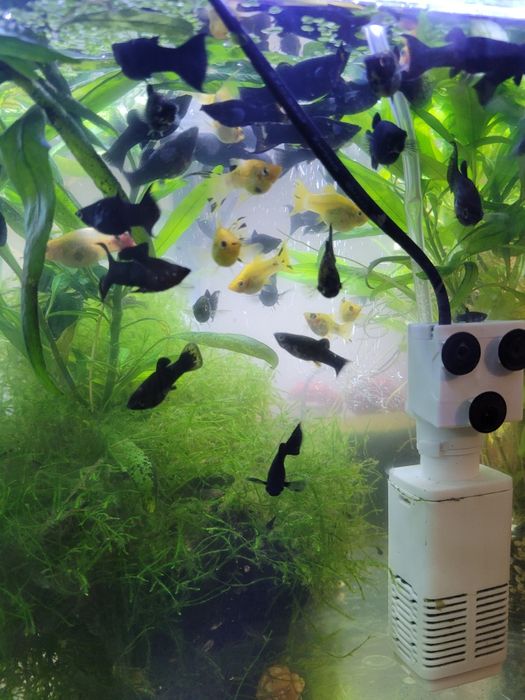 Sprzedam młode Molinezje