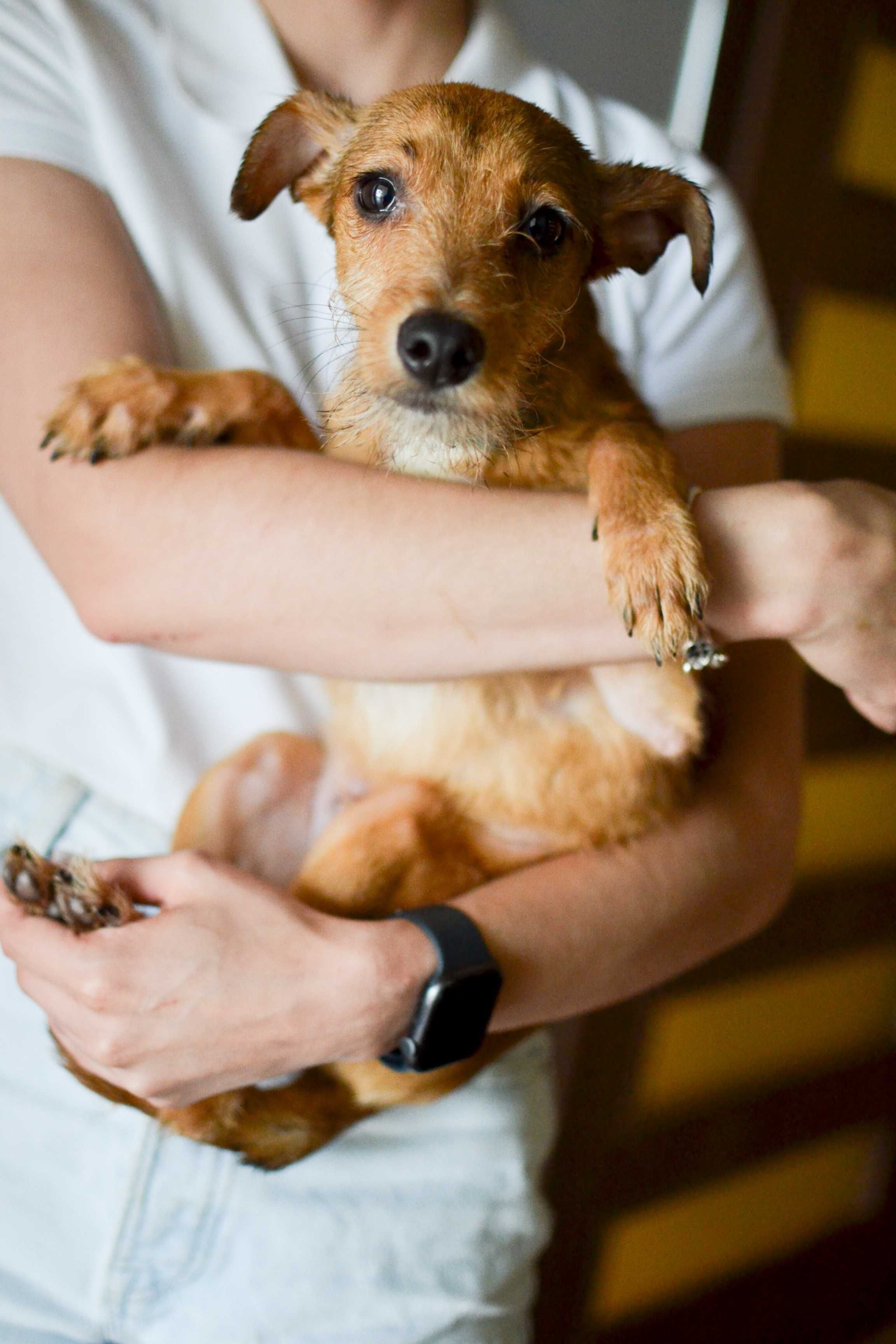 Kizo - 3 miesięczny, energiczny szczeniak do adopcji!