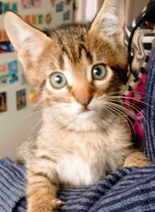 Котенок мальчик, 2  мес., тигренок