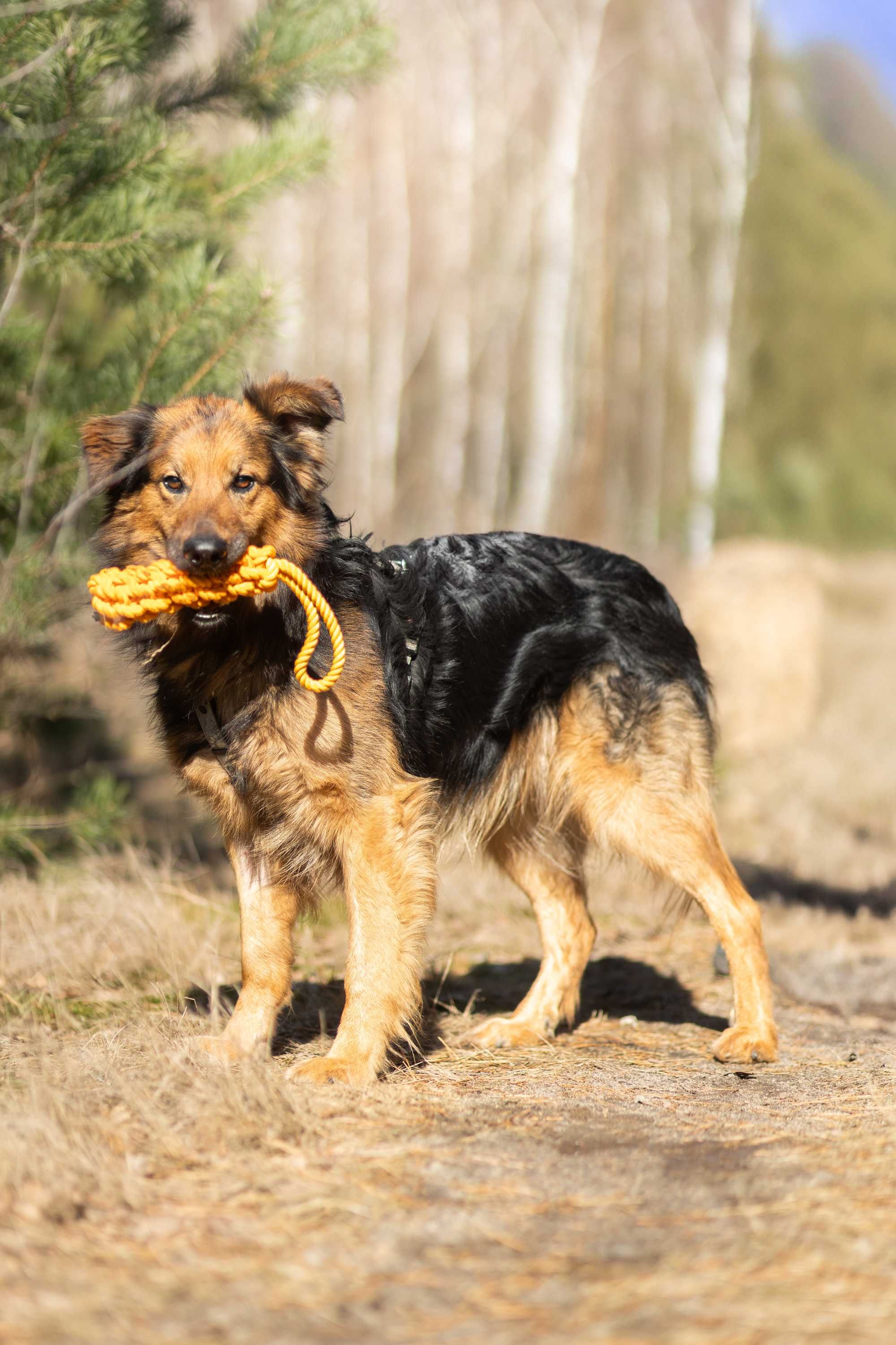 Adoptuj Rexa owczarka!