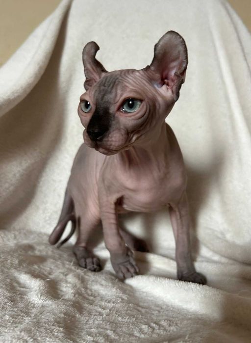 Дівчинка Піксі порода Ельф