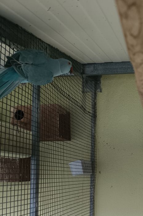 Ring neck para troca