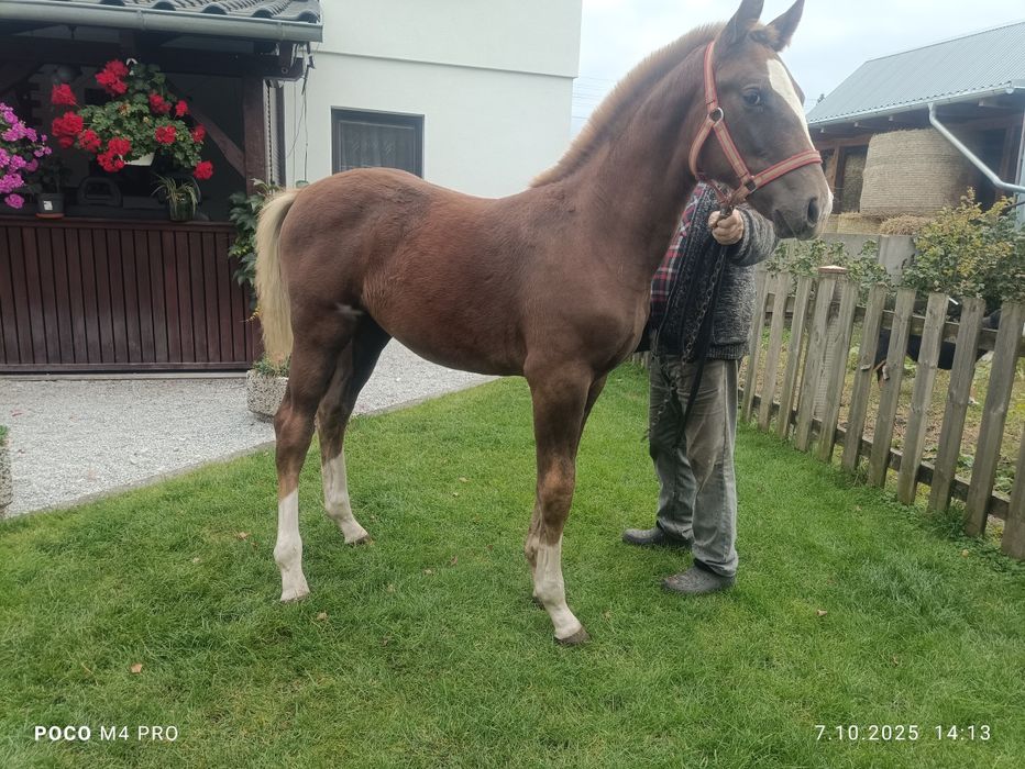 Witam zamienię dwa źrebaki