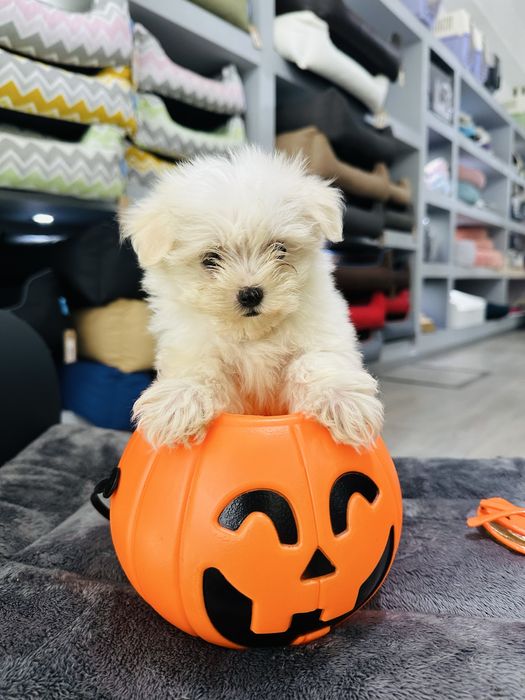 Bichon maltes  menina linda