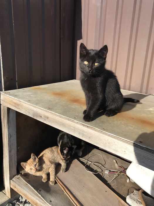 Гарні котята шукають новий дім. Дуже акуратні , ідять все. Три місяці.