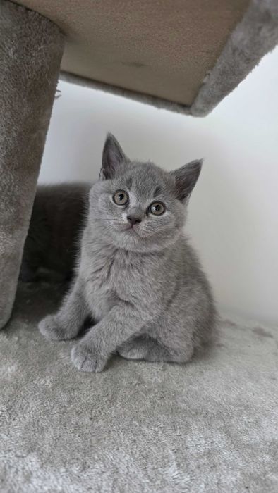 Kotka Brytyjska niebieska