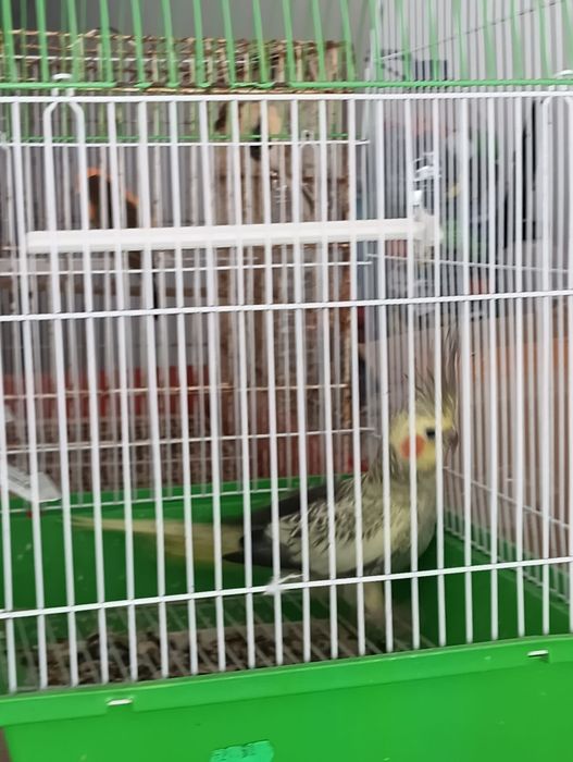 Caturra e roseicollis fêmeas