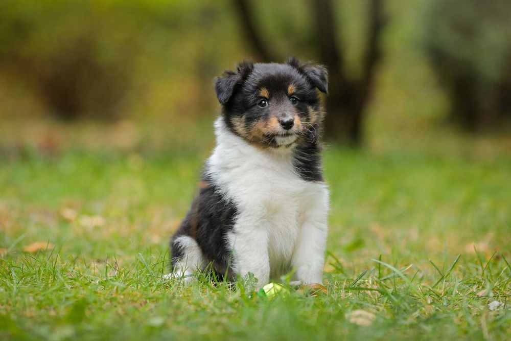 Owczarek szetlandzki sheltie śliczny piesek po Interchampionie
