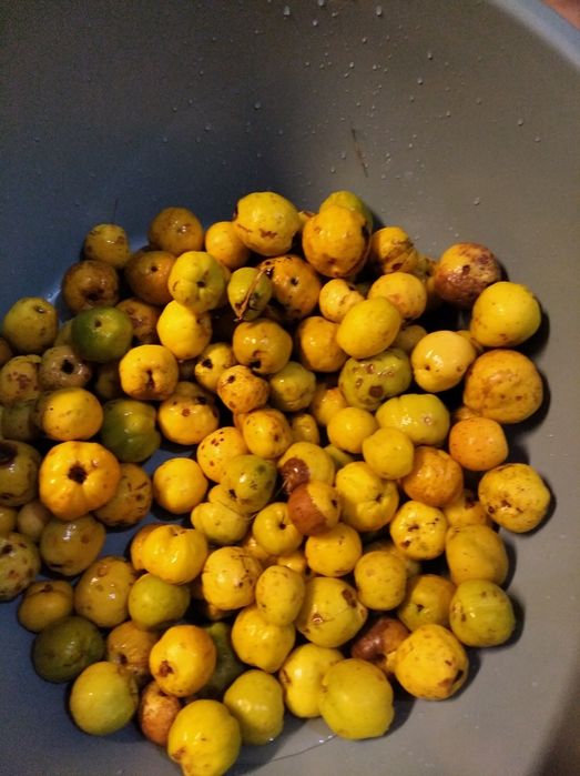 Sprzedam pigwę ekologiczna