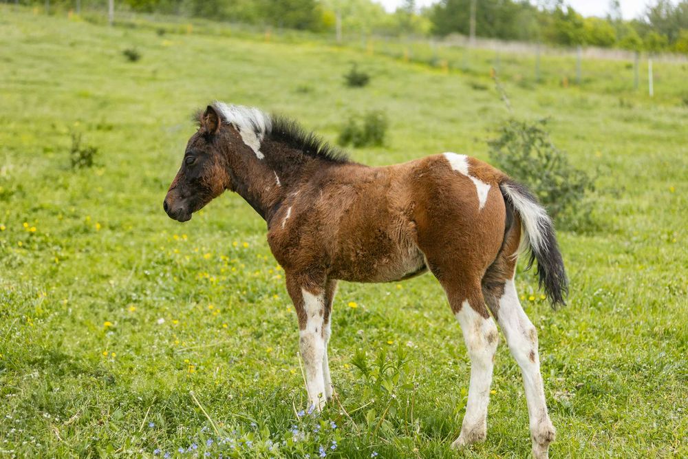 Klacz huculska 2025, hucuł, kuc.