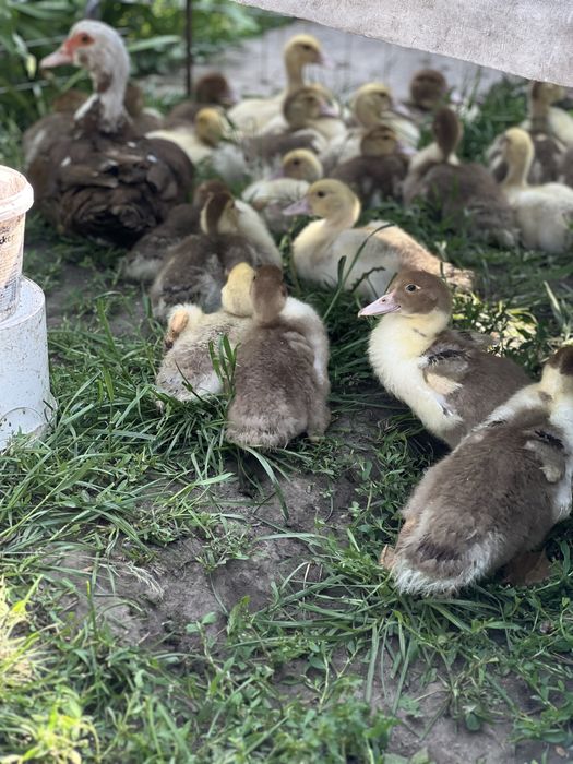 Каченята індокачки 7 днів